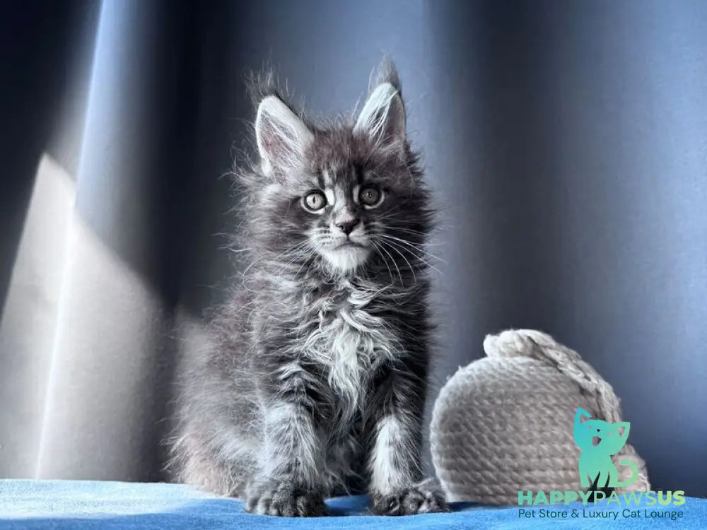 Engine Maine Coon male blue tabby - live animals