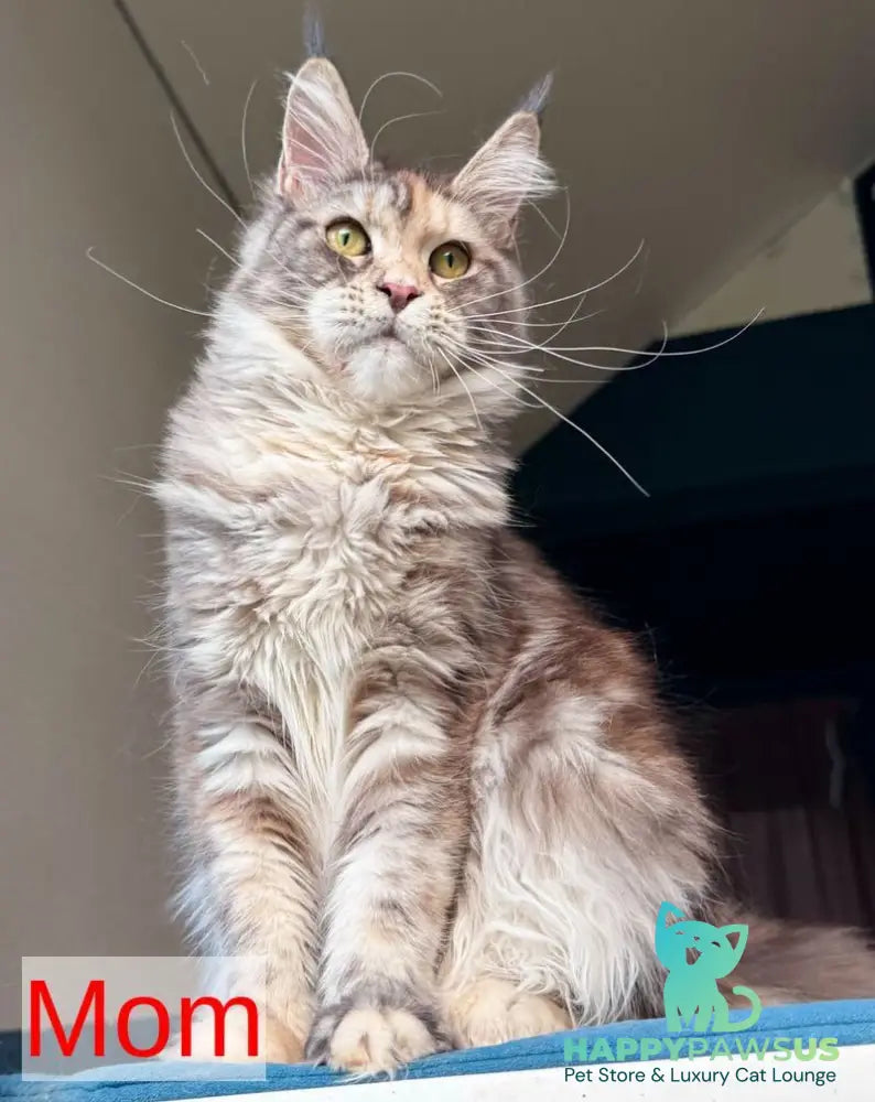 Engine Maine Coon male blue tabby - live animals