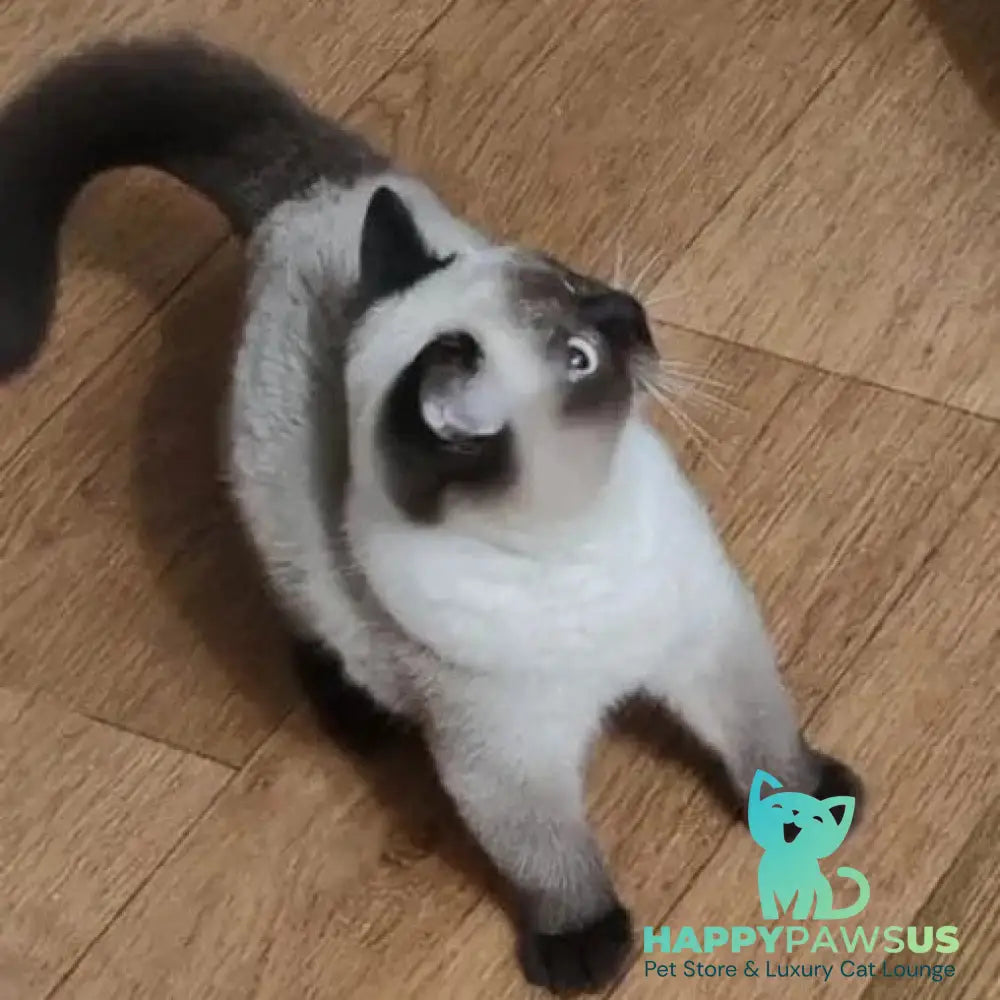 Enigma British Shorthair female chocolate pointed - live animals