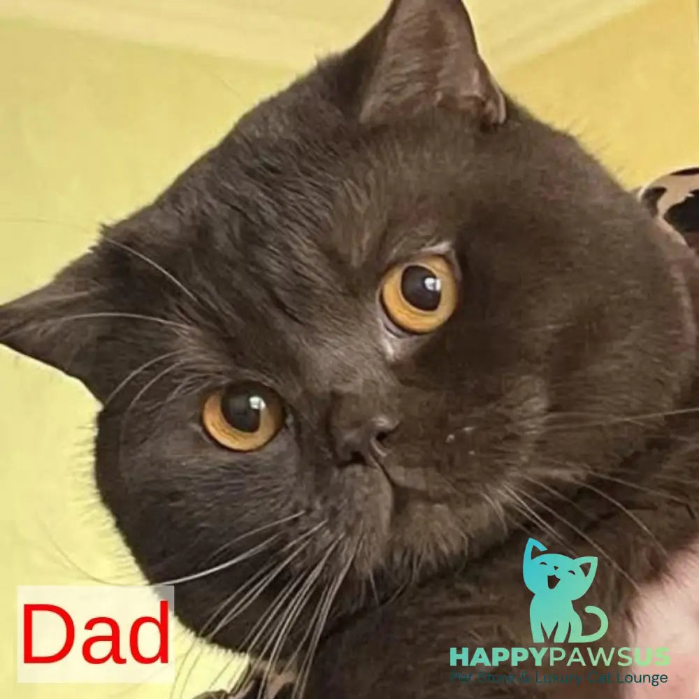 Enigma British Shorthair female lilac - live animals