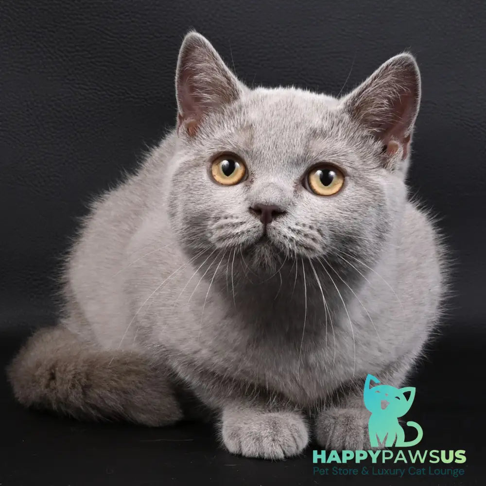 Enigma British Shorthair female lilac - live animals