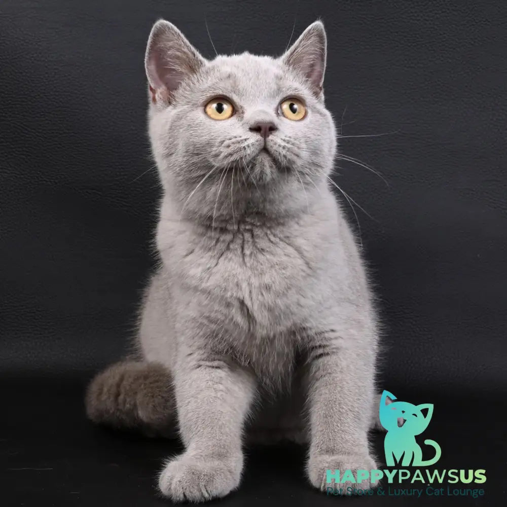 Enigma British Shorthair female lilac - live animals