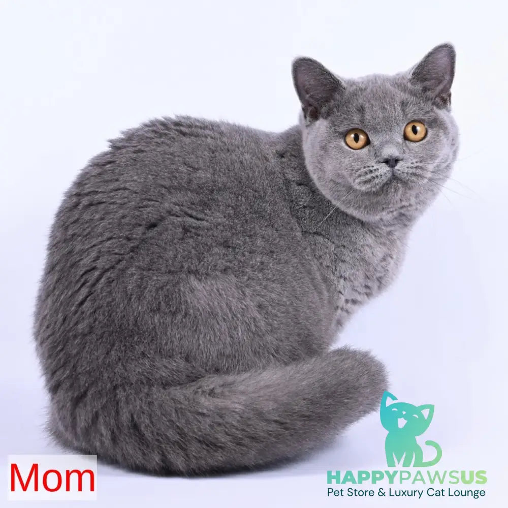 Enigma British Shorthair female lilac - live animals