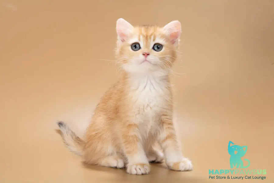 Enisey British Shorthair male black golden shaded - live animals