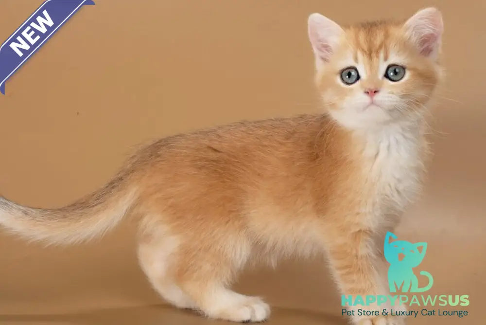 Enisey British Shorthair male black golden shaded - live animals