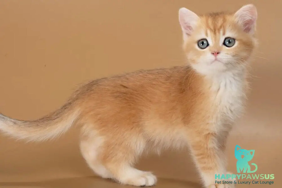 Enisey British Shorthair male black golden shaded - live animals