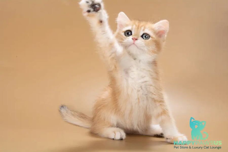 Enisey British Shorthair male black golden shaded - live animals