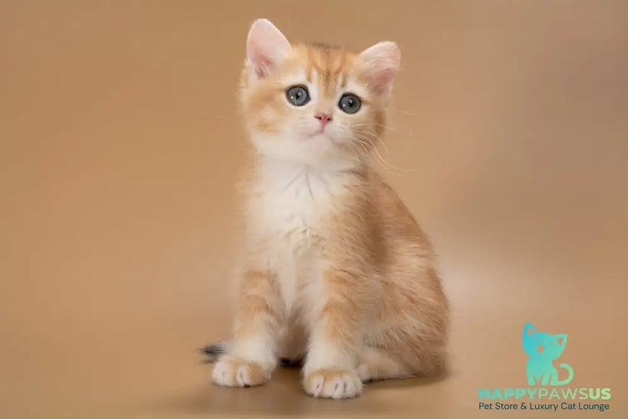 Enisey British Shorthair male black golden shaded - live animals
