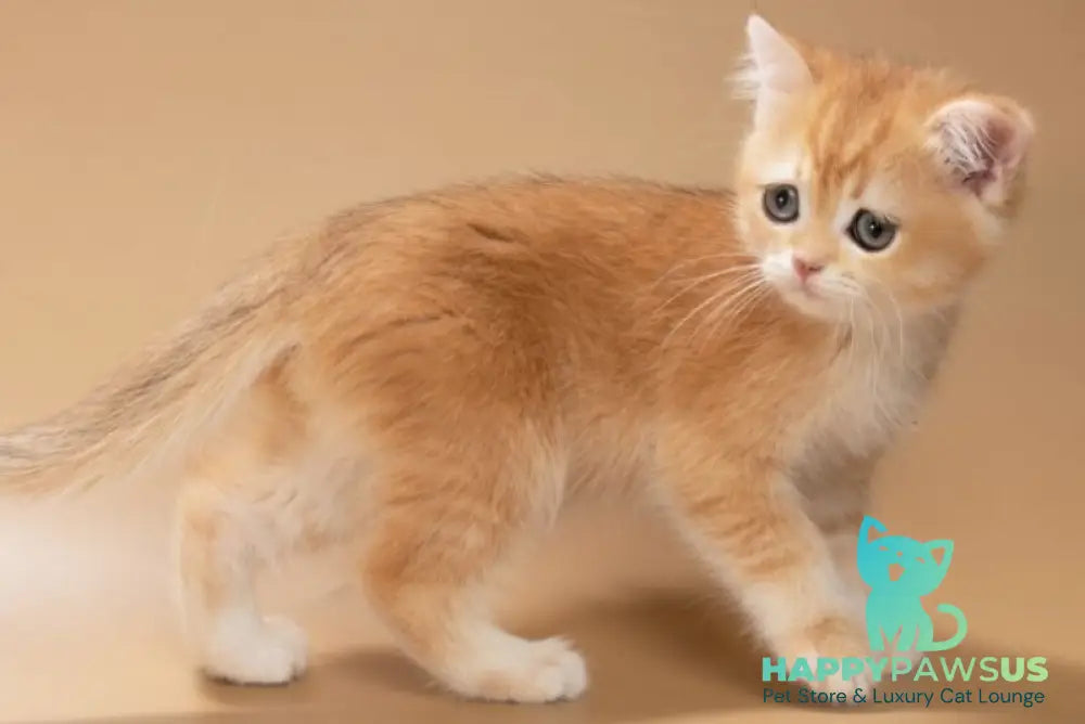 Enisey British Shorthair male black golden shaded - live animals