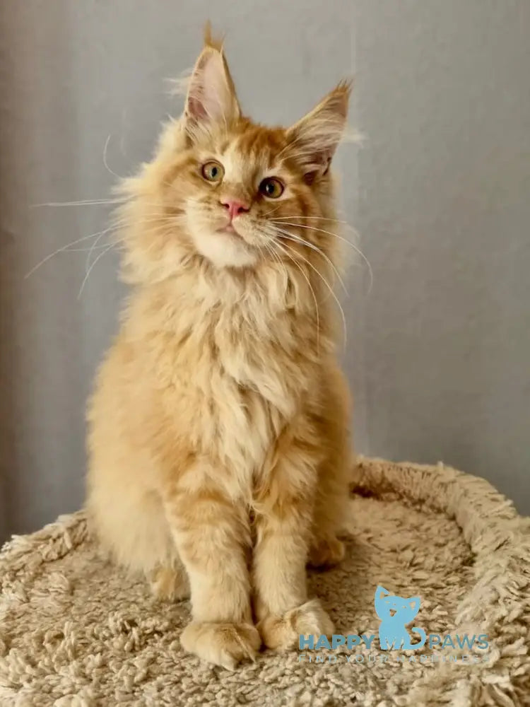 Enisey Maine Coon male red silver live animals