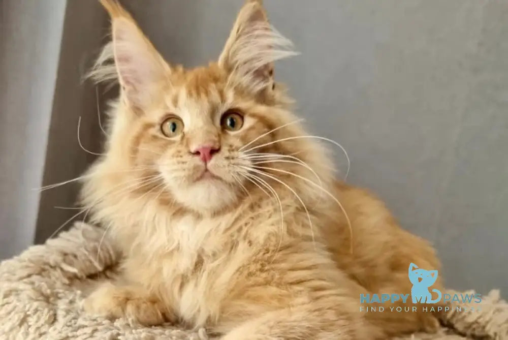 Enisey Maine Coon male red silver live animals