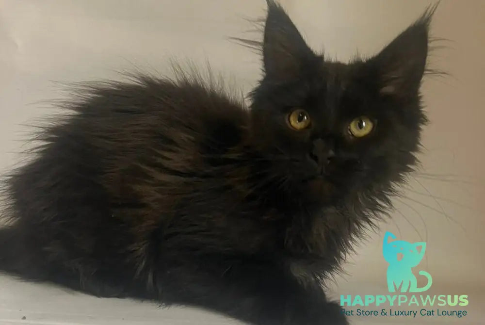 Enni Maine Coon female black - live animals