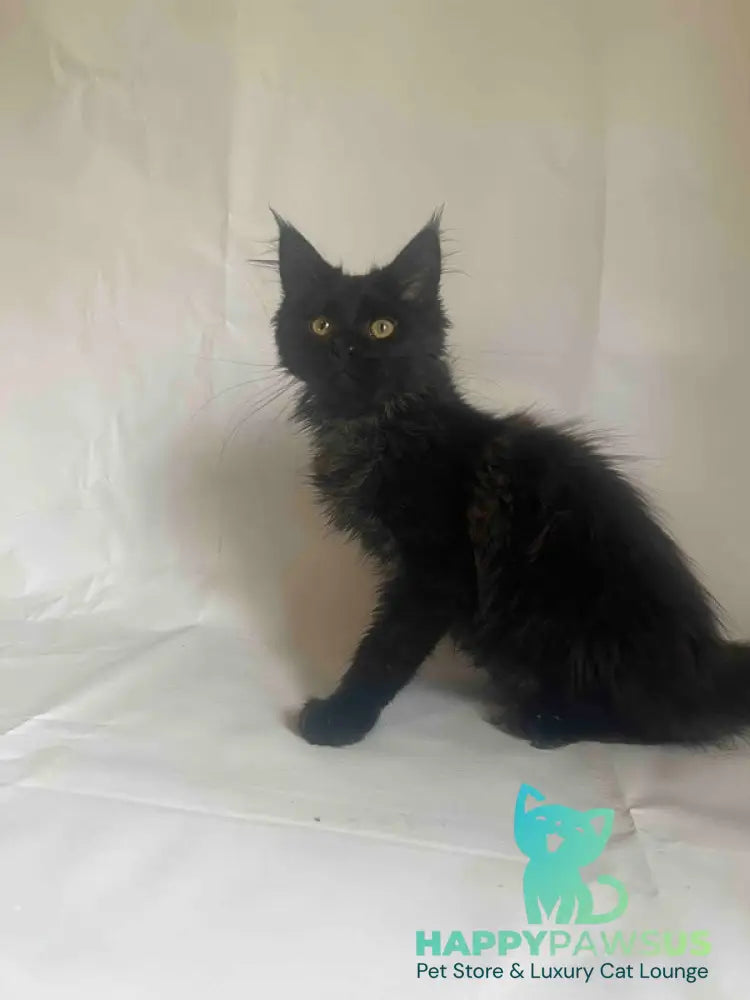 Enni Maine Coon female black - live animals