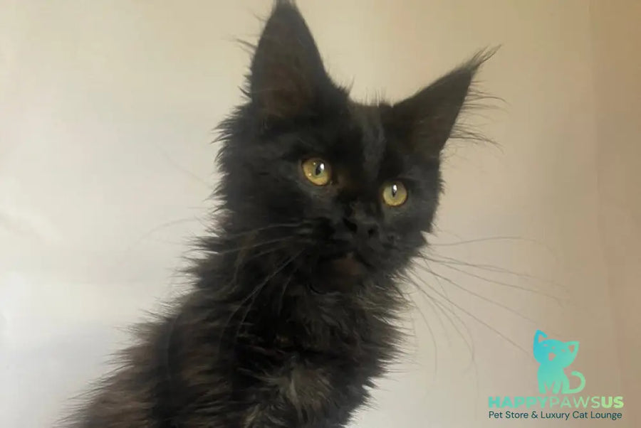 Enni Maine Coon female black - live animals