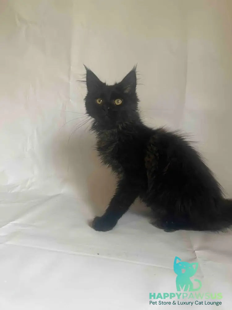 Enni Maine Coon female black - live animals