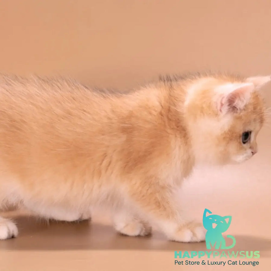 Entony British Shorthair male black golden chinchilla - live animals