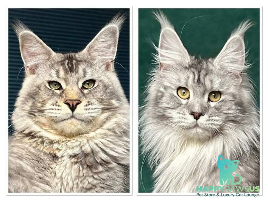 Enzo Maine Coon male black silver tabby - live animals
