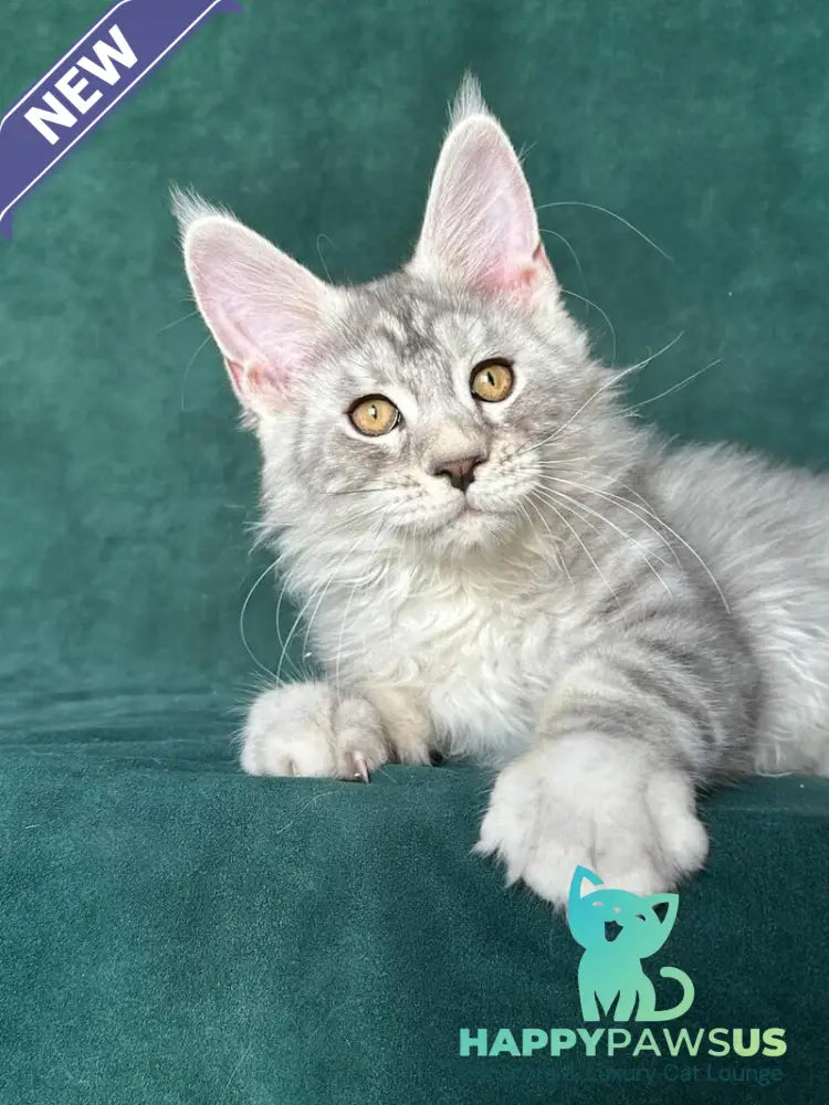 Enzo Maine Coon male black silver tabby - live animals