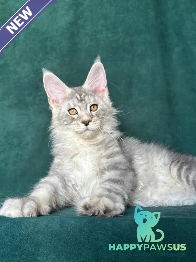 Enzo Maine Coon male black silver tabby - live animals