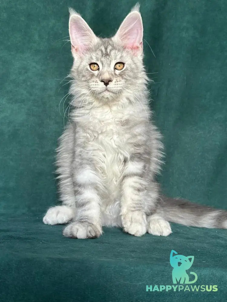 Enzo Maine Coon male black silver tabby - live animals