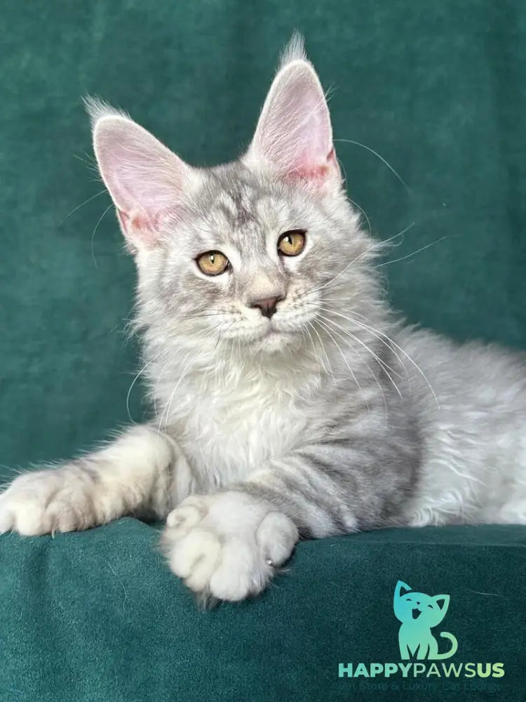 Enzo Maine Coon male black silver tabby - live animals