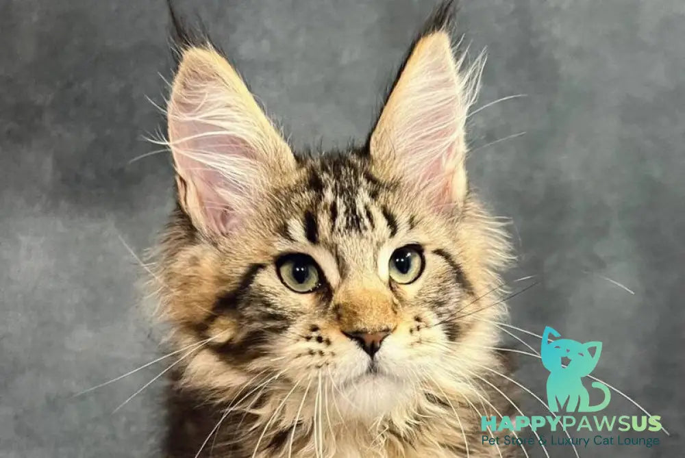 Erа Maine Coon female black tabby with white live animals