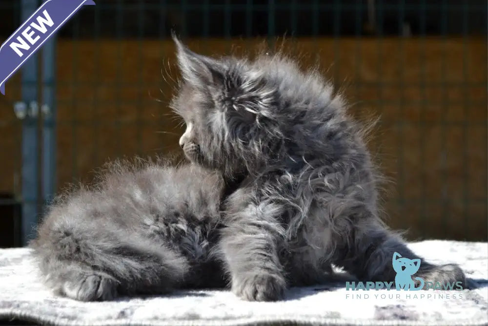 Erema Maine Coon male blue live animals