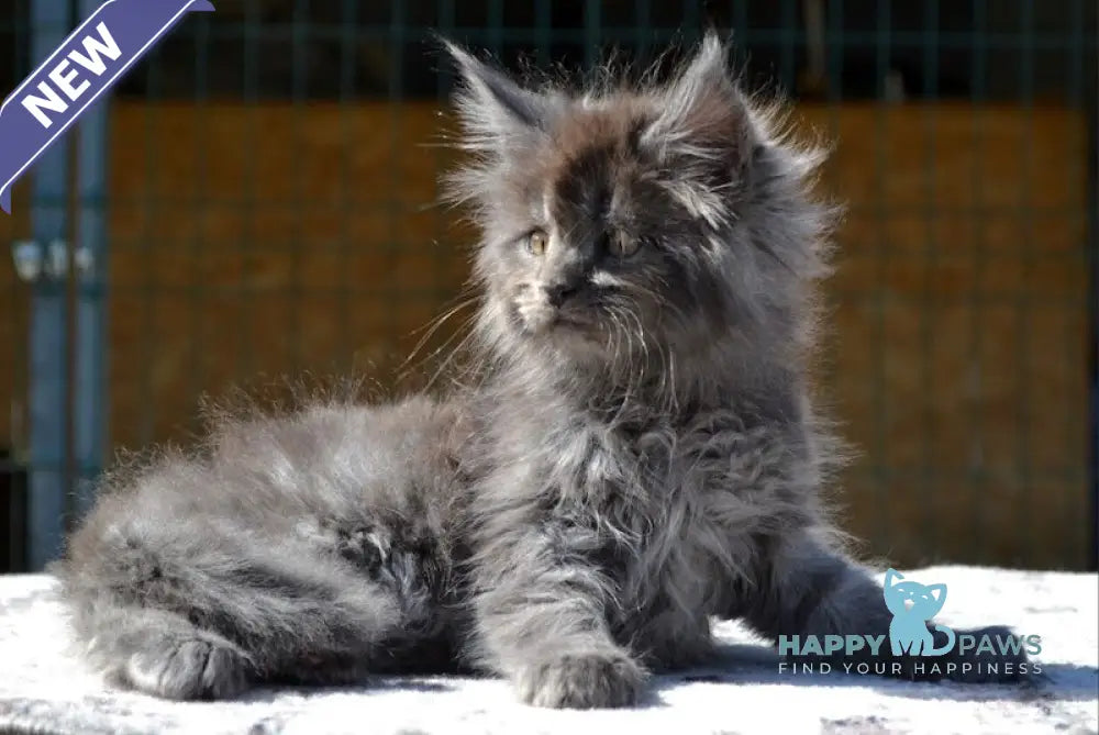 Erema Maine Coon male blue live animals