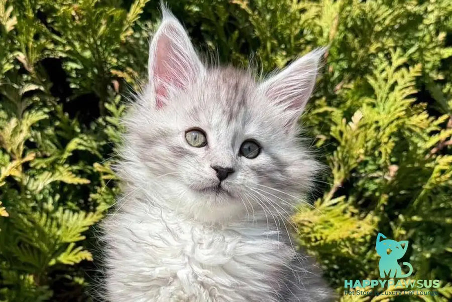 Eremey Maine Coon male black silver spotted tabby - live animals