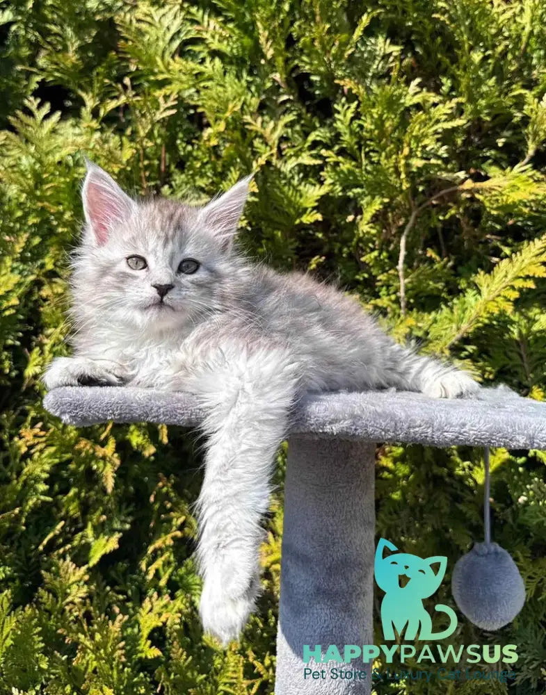 Eremey Maine Coon male black silver spotted tabby - live animals