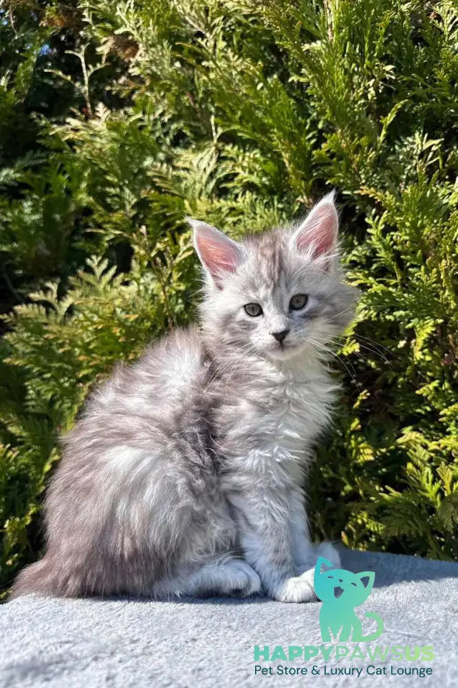 Eremey Maine Coon male black silver spotted tabby - live animals