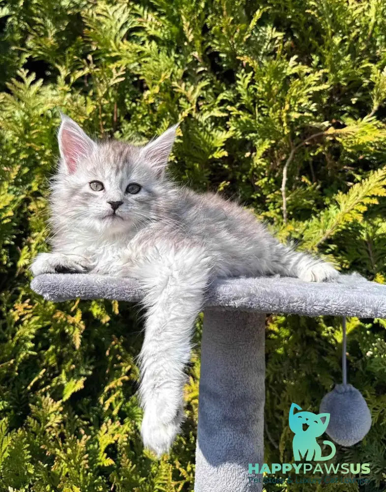 Eremey Maine Coon male black silver spotted tabby - live animals