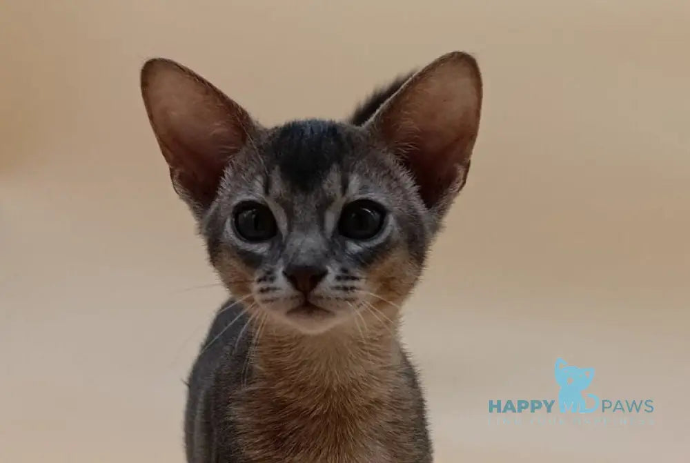Eric Abyssinian male blue live animals