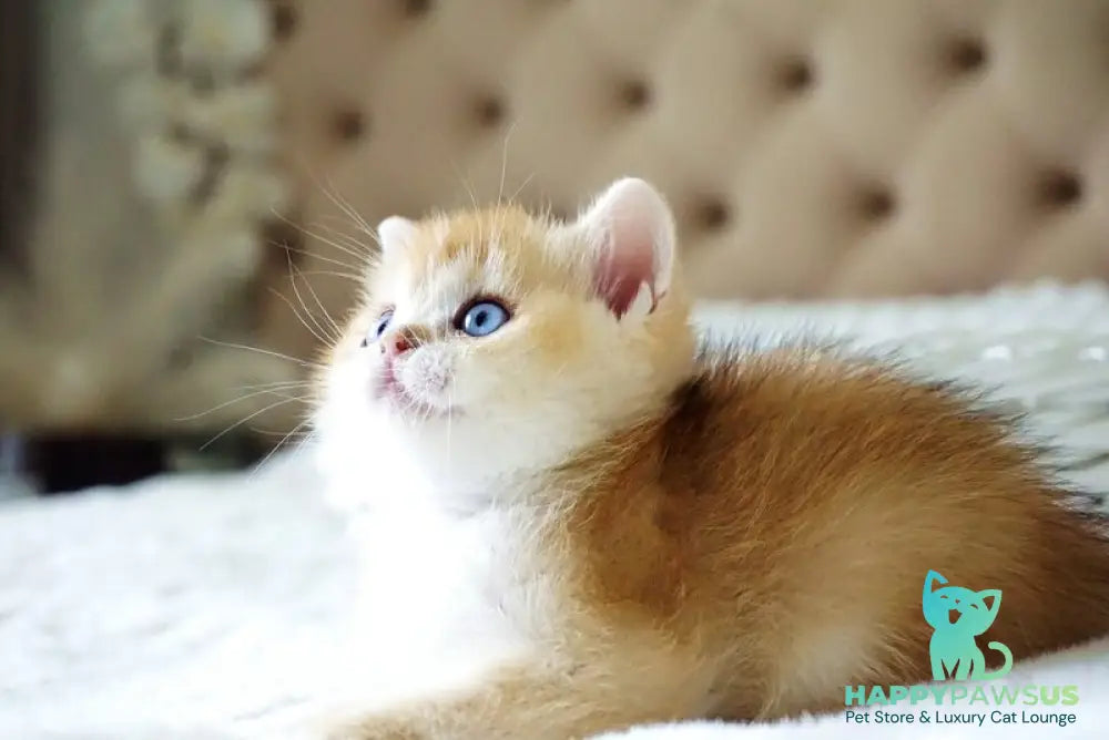 Eric British Shorthair male black golden chinchilla with white - live animals