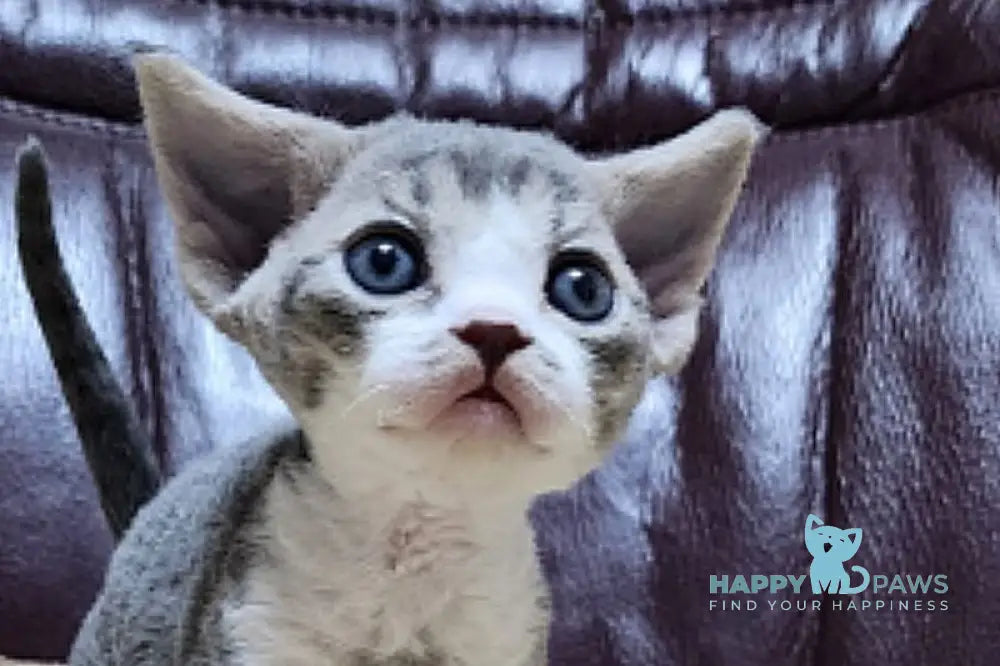 Eric Devon Rex male blue bicolour live animals