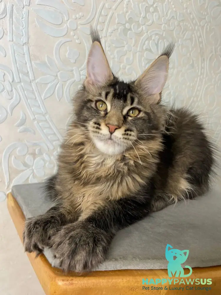 Eric Maine Coon male black ticked tabby live animals