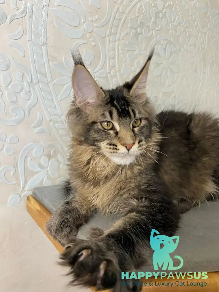 Eric Maine Coon male black ticked tabby live animals