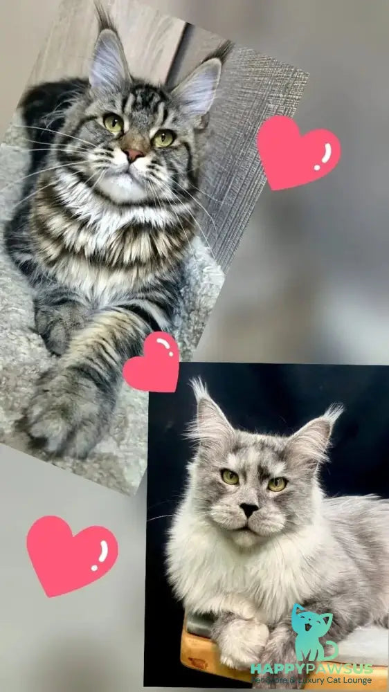 Eric Maine Coon male black ticked tabby live animals