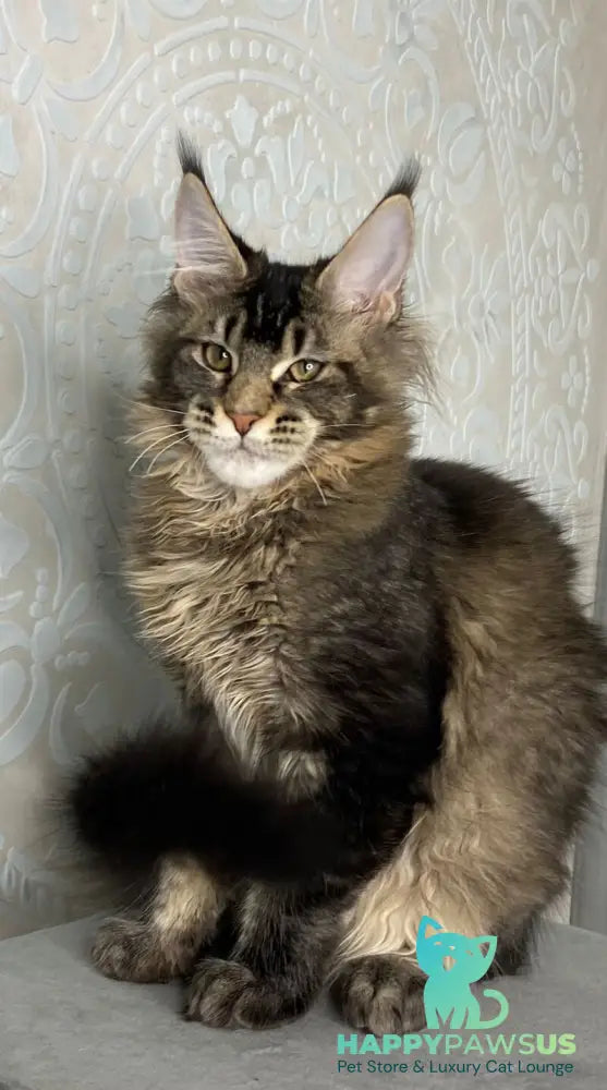 Eric Maine Coon male black ticked tabby live animals