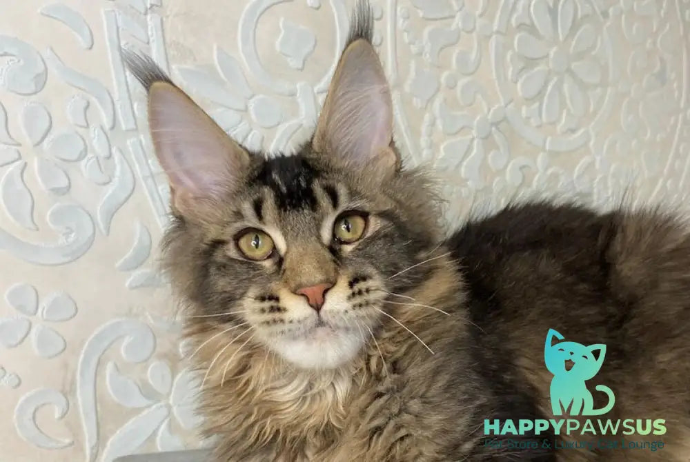 Eric Maine Coon male black ticked tabby live animals