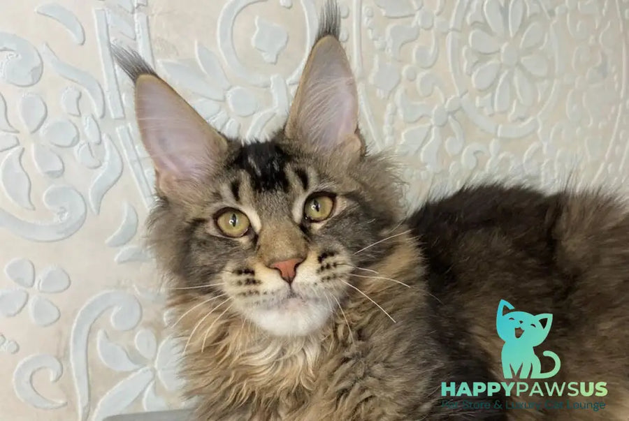Eric Maine Coon male black ticked tabby live animals