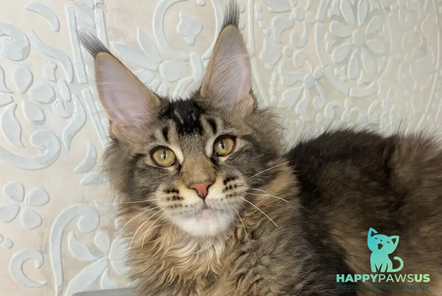 Eric Maine Coon male black ticked tabby live animals
