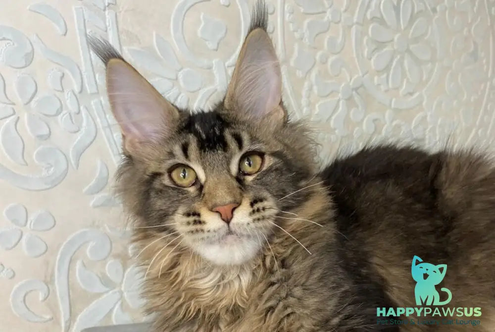 Eric Maine Coon male black ticked tabby live animals