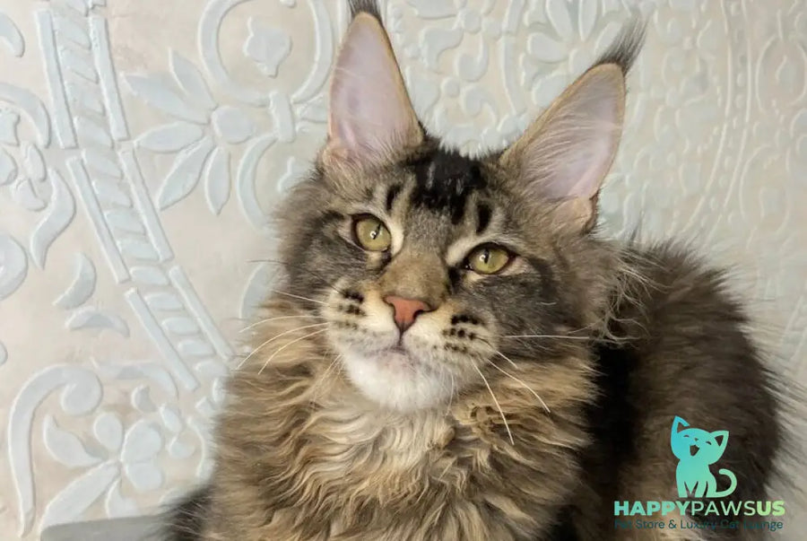 Eric Maine Coon male black ticked tabby live animals