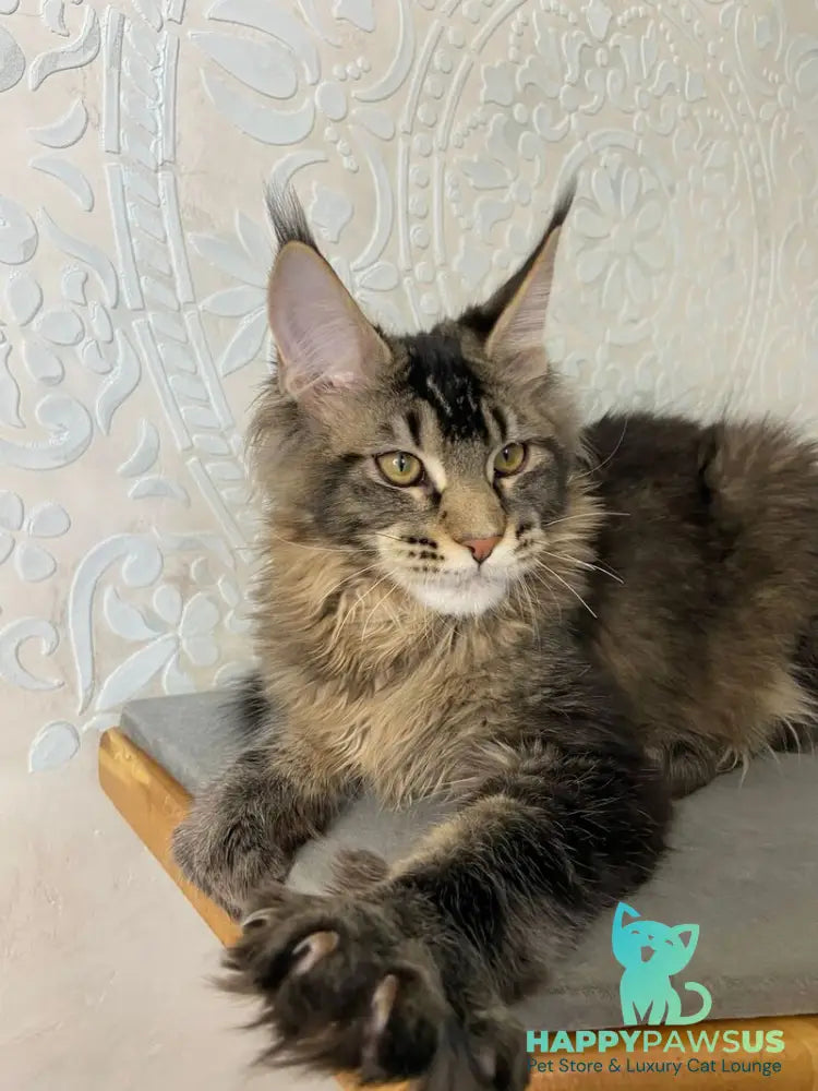 Eric Maine Coon male black ticked tabby live animals