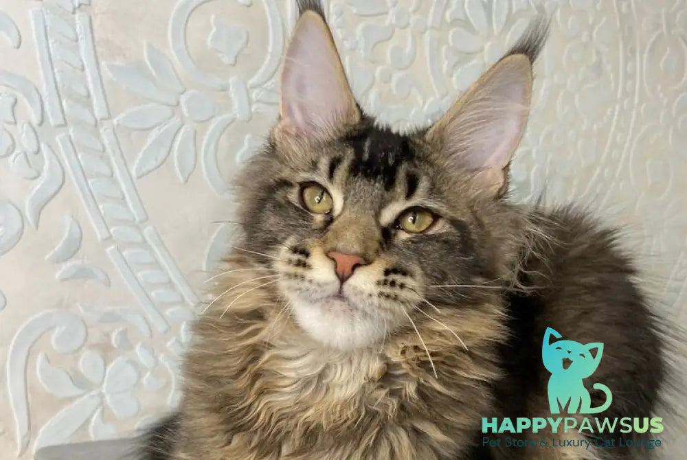 Eric Maine Coon male black ticked tabby live animals
