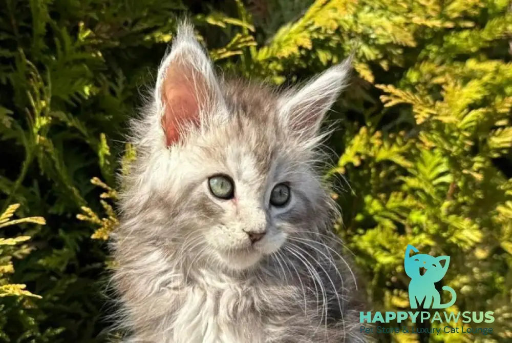 Erick Maine Coon male black silver ticked tabby - live animals