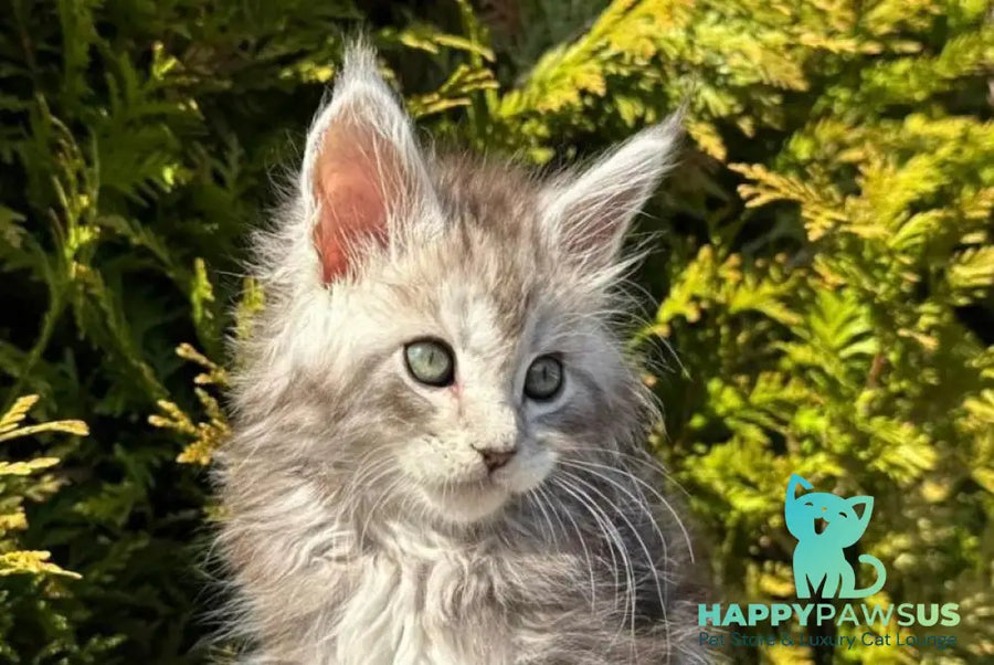 Erick Maine Coon male black silver ticked tabby - live animals