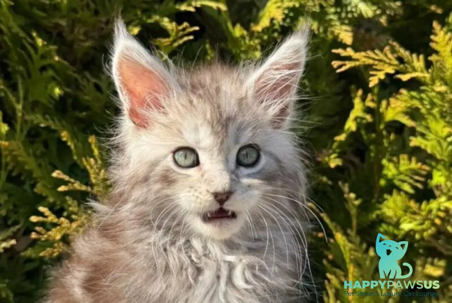 Erick Maine Coon male black silver ticked tabby - live animals