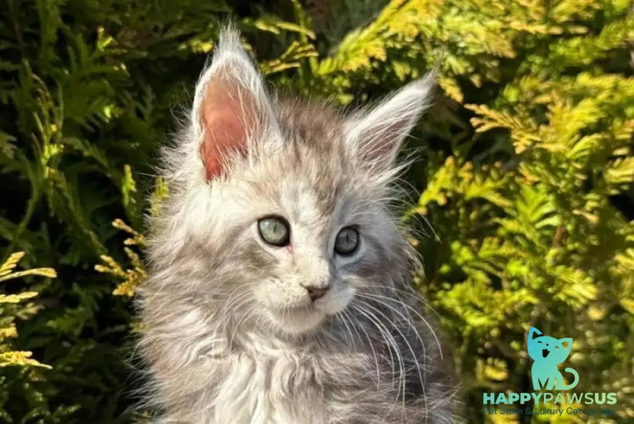 Erick Maine Coon male black silver ticked tabby - live animals